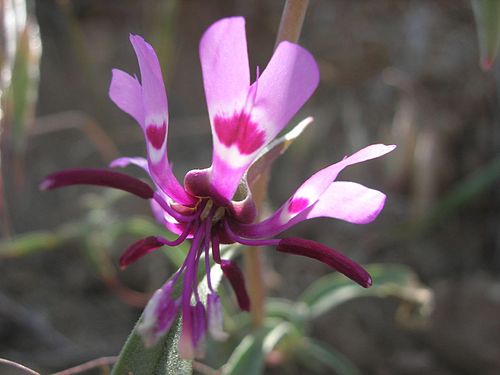 Clarkia xantiana